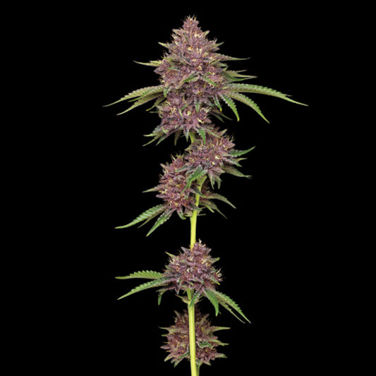 Purpz Feminized 3 u. fem Humboldt Seeds Company