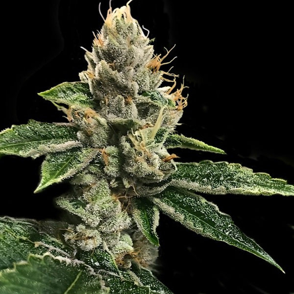 RP'43 - 5 pcs. fem. DNA Genetics