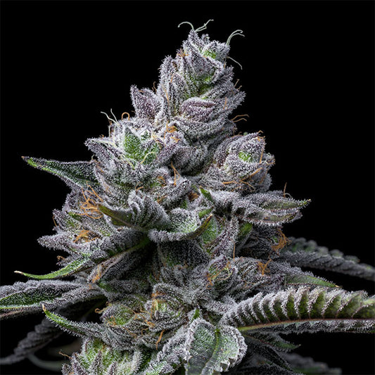 RS11 X Hollywood 6 u. fem Cookies Seed Bank