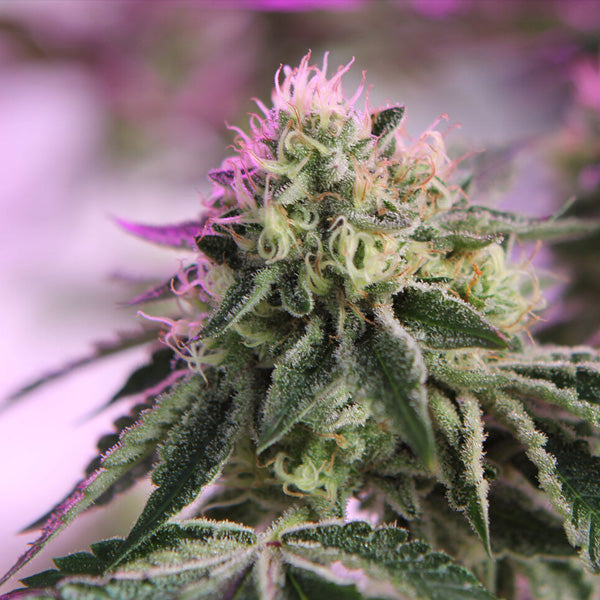 RS11 x Banana OG  5 u. fem. Barney's x DOJA