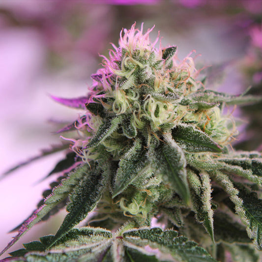 RS11 x Banana OG  5 u. fem. Barney's x DOJA