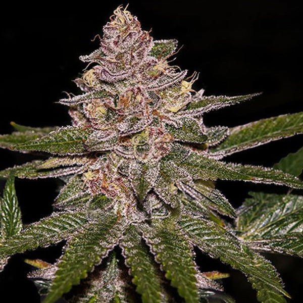 Radical Juice 5 female seeds Ripper Seeds