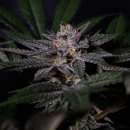 Rainbow Flakes 3 u. fem. Positronics Seeds