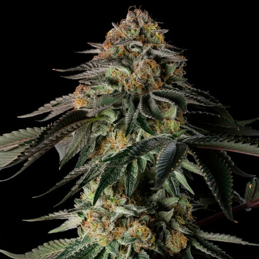 Rainbow Gas 10 ud Silent Seeds