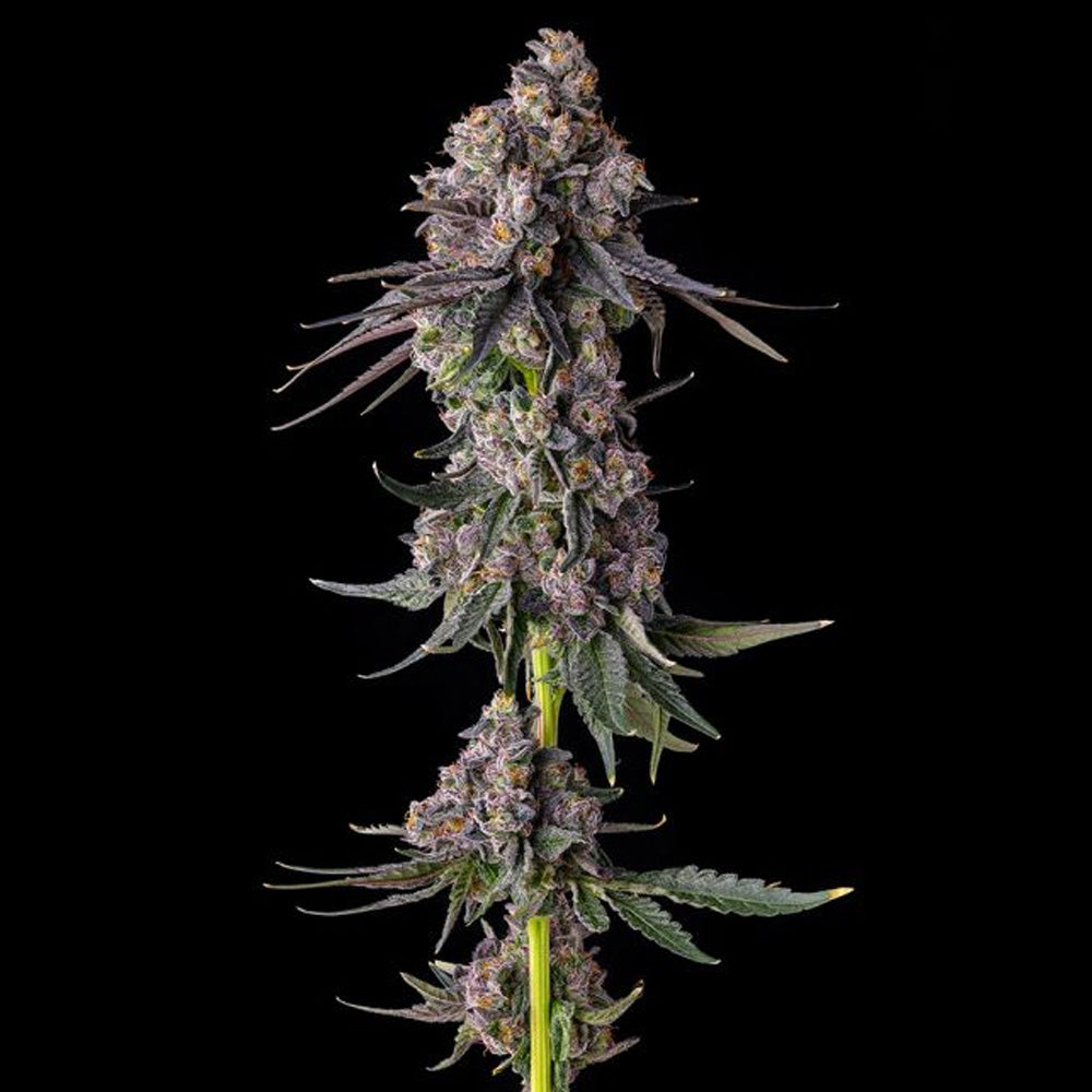 Rainbow Guave : Rainbow Guava x Pave  - 3 u. Fem Compound Genetics