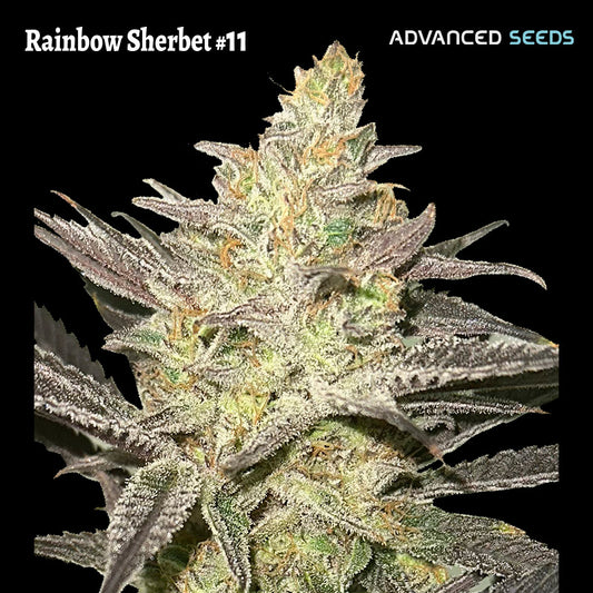 Rainbow Sherbet #11 -   1 u. fem. Advanced Seeds