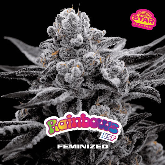 Rainbows  4 u. fem BSF Seeds
