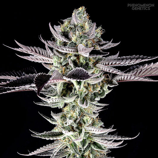 Re-Locoz 10 pc. fem Phenomenom Genetics
