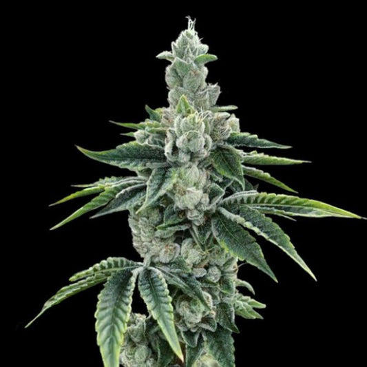 ReCon 2.0 -  3 u. fem. DNA Genetics
