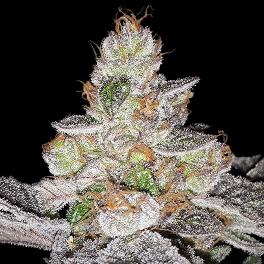 Red Candy Apple 2 unità femminizzate 710 Limited Pack T.H. Seeds.
