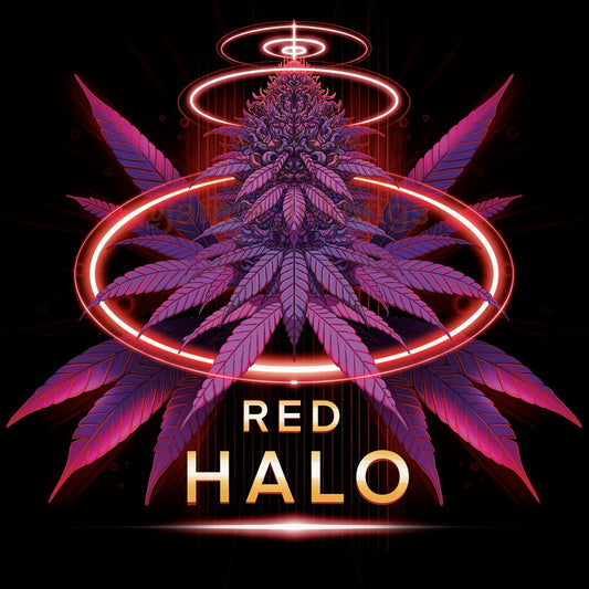 Red Halo 7 fem units Conscious Genetics