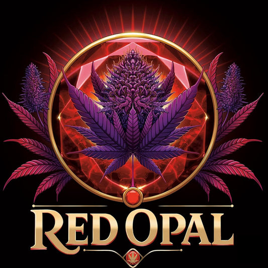 Red Opal 7 feminized seeds Conscious Genetics