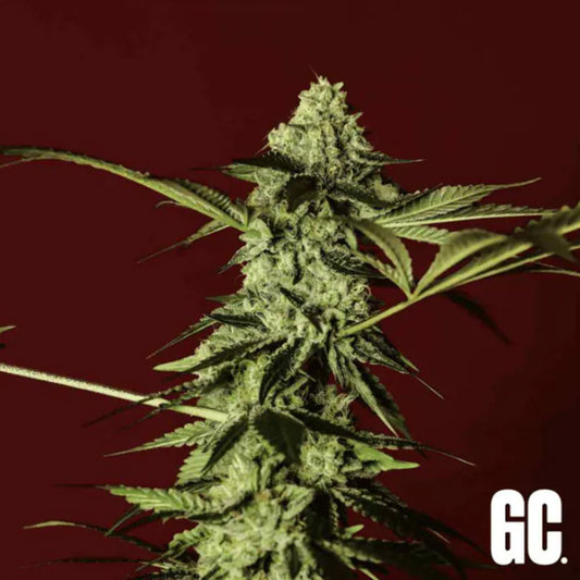 Red Prince 3 units female Grand Cru Genetics