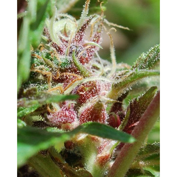 Red Purps 10 pcs. fem. Female Seeds