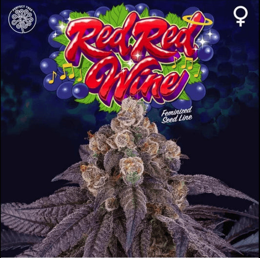 Red Red Wine 3+1 u. fem Perfect Tree
