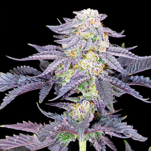 Red Velvet   2 u. fem Sacred Terps