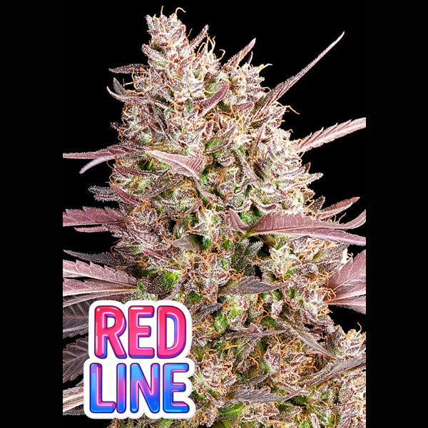 Redline  3 u. fem Anesia