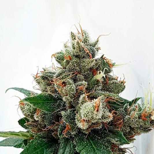 Respect 4 Gorilla 1 unit fem. Expert Seeds