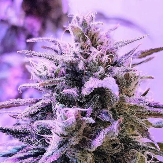 Respect 1 pc. fem French Touch Seeds