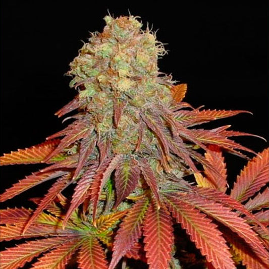 Rock Bud 10 pz. fem. Soma Seeds