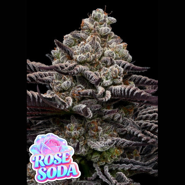Rose Soda  5 u. fem Anesia