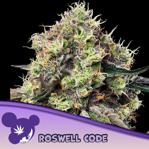 Roswell Code  3 u. fem Anesia
