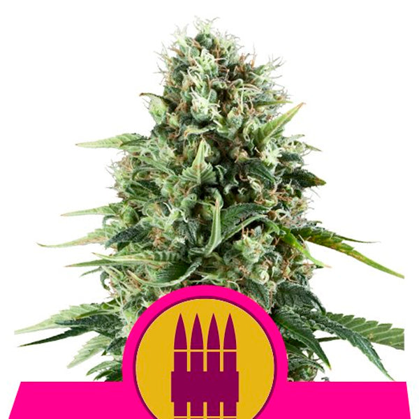 Royal Ak 5 u. fem. Royal Queen