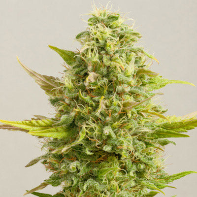 Royal Kush 5u. G13 Labs