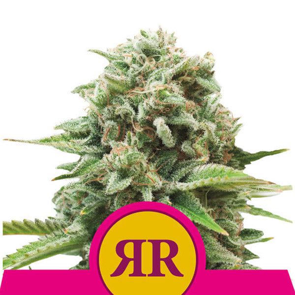 Royal Runtz 1 pc. fem. Royal Queen