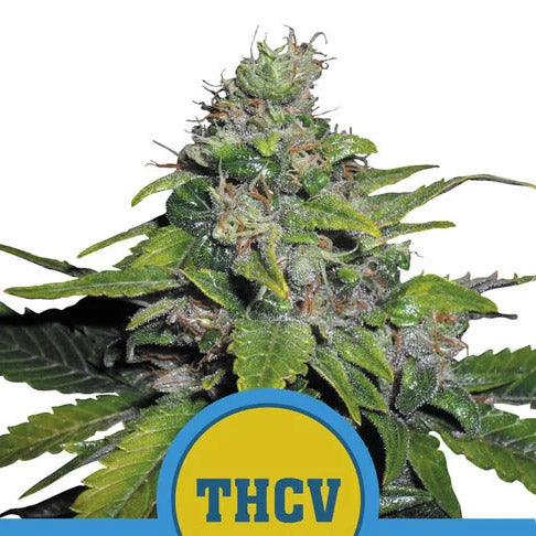 Royal THCV  1 u. fem. Royal Queen