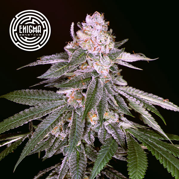 Rozay 6 u. fem Enigma Genetics