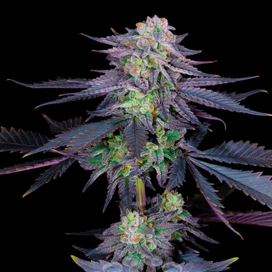 Runtz 2 u. fem Sacred Terps