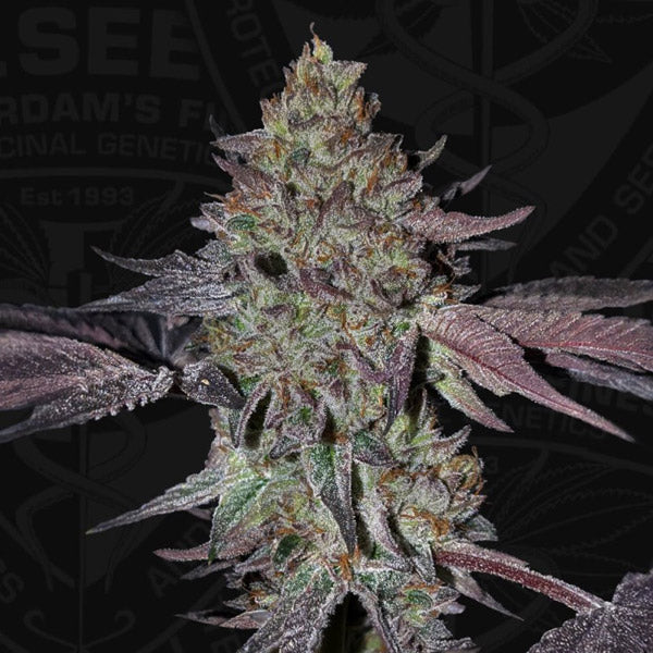 Runtz N´Roses 5 u. femm. 710 Limited Pack T.H. Seeds