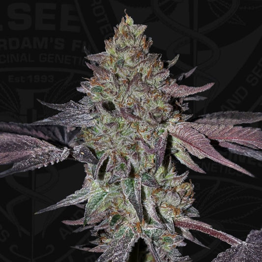 Runtz N´Roses 5 u. fem. 710 Limited Pack T.H. Seeds