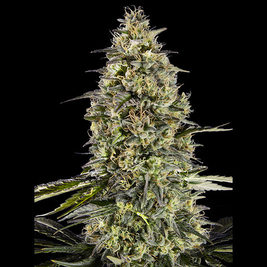 Runtz Triploid  25 u. fem. Advanced Seeds