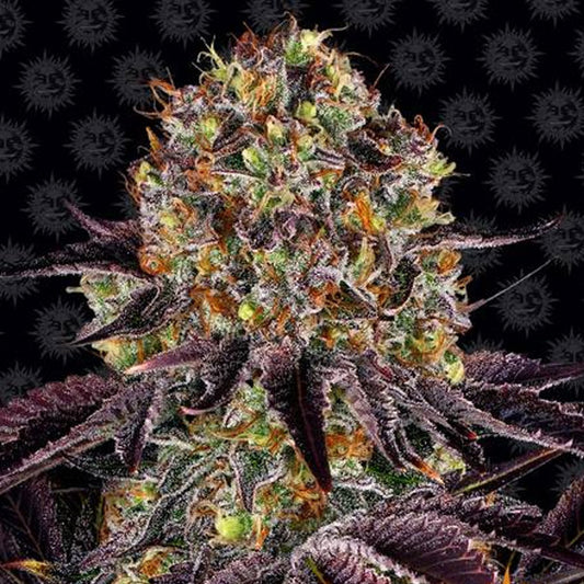 Runtz x Layer Cake  5 u. fem. Barney's
