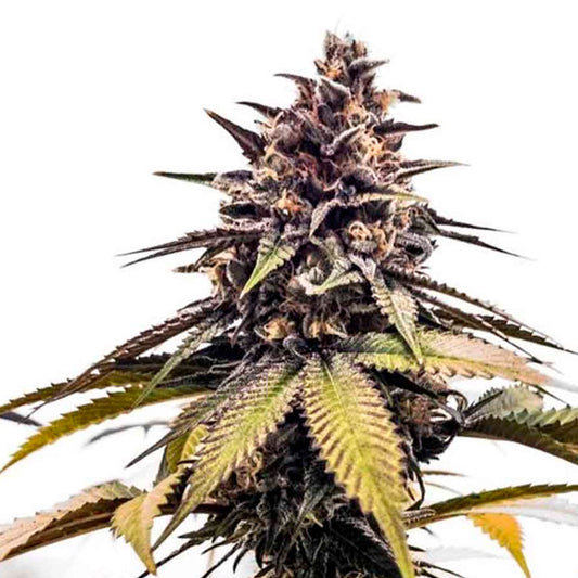 RuntzBert 5 ud. fem Edición Limitada Grateful Seeds