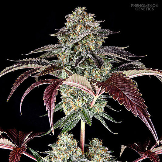 S.F. Bean 5 u. fem Phenomenom Genetics