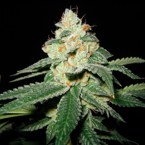SFV OG Kush 6 u. fem. The Cali Connection