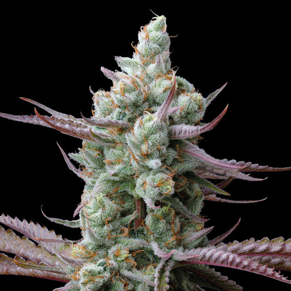 Sagrada Amnesia fem. 5 unità Seedstockers Superior