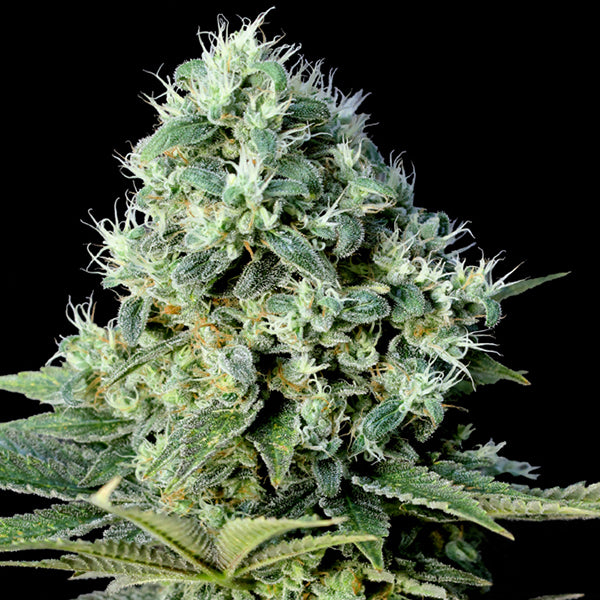 Santa Bilbo  1 u. fem. Genehtik Seeds