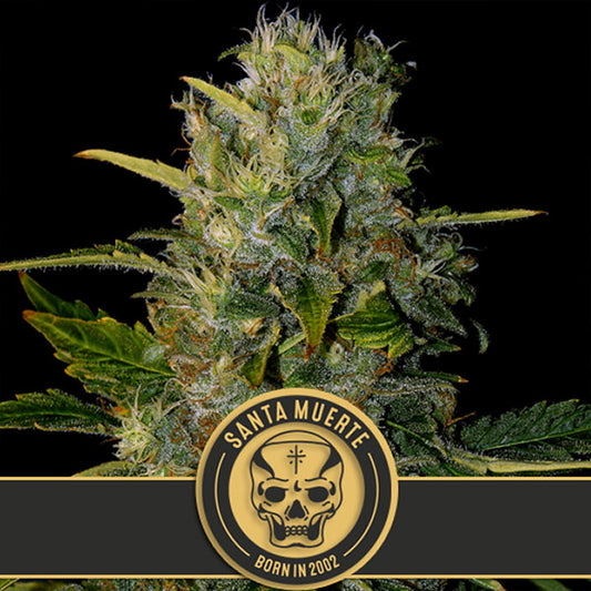 Santa Muerte 3 u. fem. Blimburn Seeds