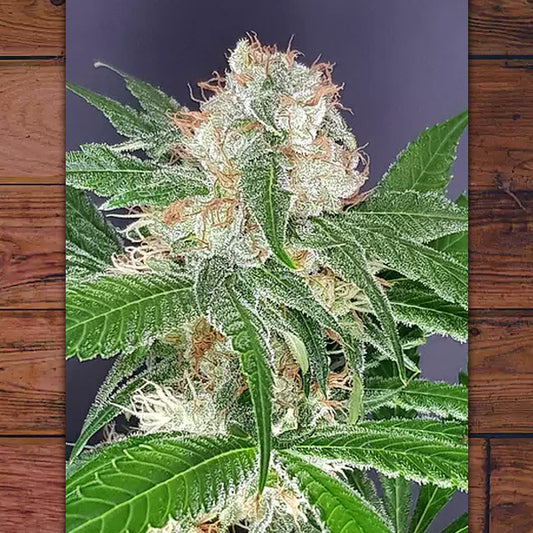 Sab - Och 3 ore cinque The Outlaw Seeds