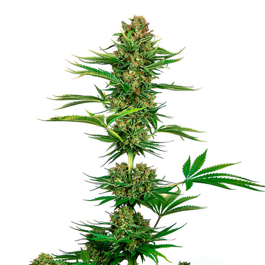 Satin Black Domina CBD 5 units fem. Sensi Seeds