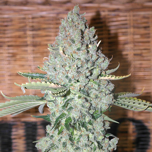Sativa Des Rois  3 u. fem French Touch Seeds