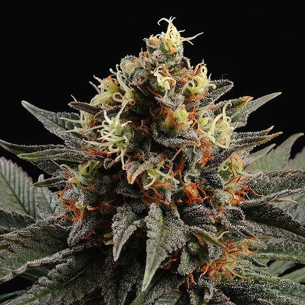 Sativa Dream  1 u. fem. Kannabia Seeds