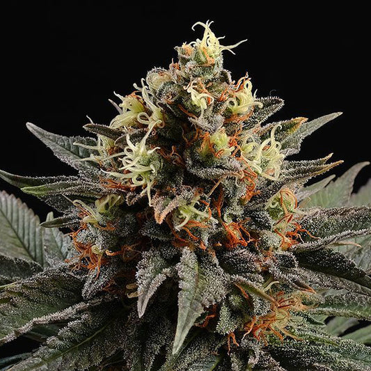 Sativa Dream  5 u. fem. Kannabia Seeds