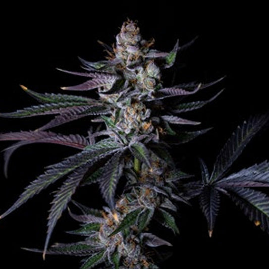 Satzuma Revenge 5 u. fem Edizione Limitata Gratefull Seeds