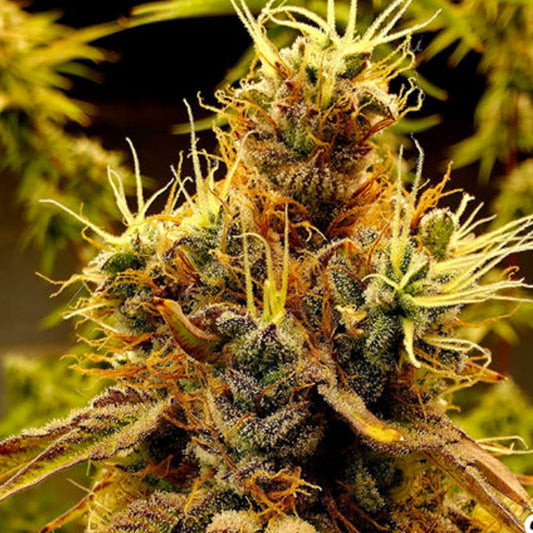 Scat Queen 3 ud. fem Elev8 Seeds