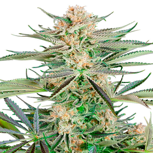 Screwdriver OG 5 pc. fem. Sensi Seeds Research